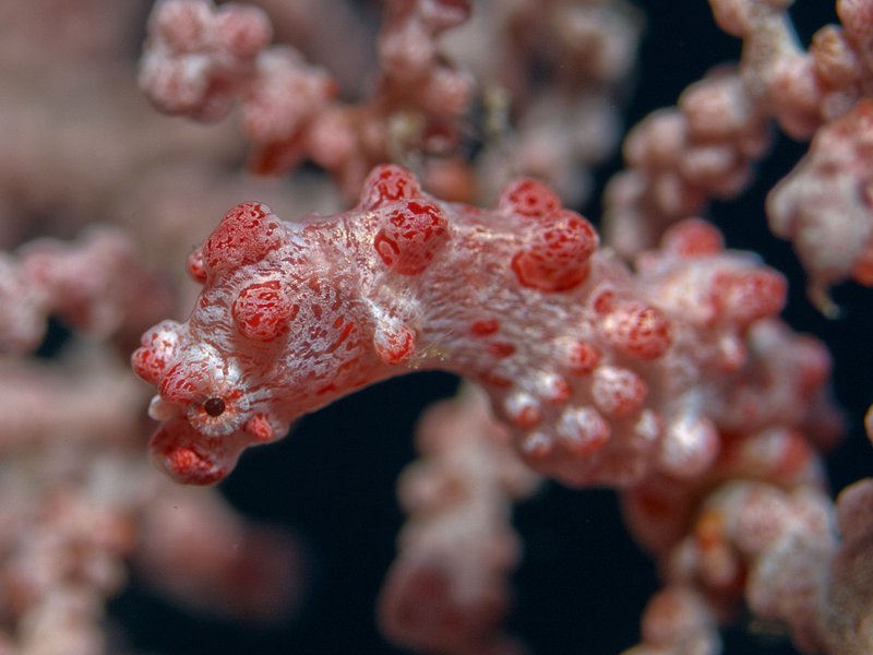 Pygmy Seahorse, Meno Slope